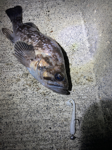 クロソイの釣果