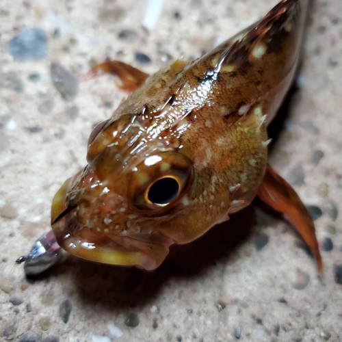 カサゴの釣果