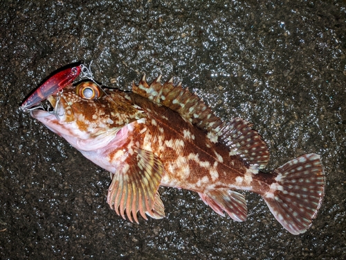 カサゴの釣果