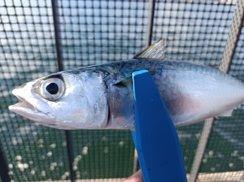 サバの釣果