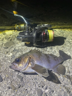 シロメバルの釣果