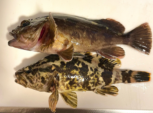 タケノコメバルの釣果