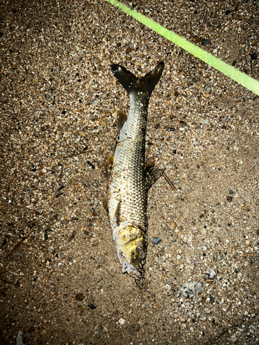 ニゴイの釣果