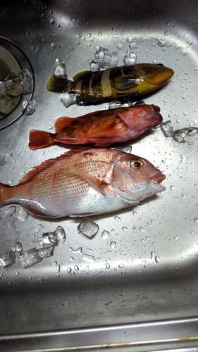 タイの釣果