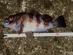メバルの釣果