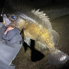 クロメバルの釣果