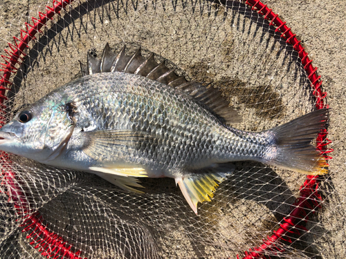 キビレの釣果