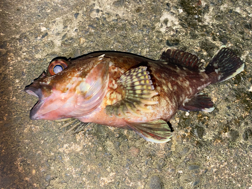 カサゴの釣果