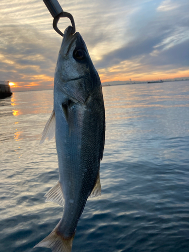 セイゴ（マルスズキ）の釣果