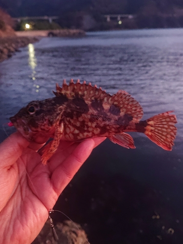 カサゴの釣果