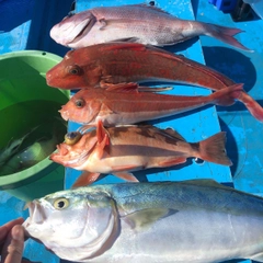 ウスメバルの釣果