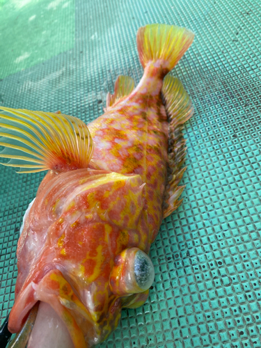 アヤメカサゴの釣果