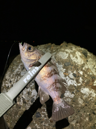 シロメバルの釣果