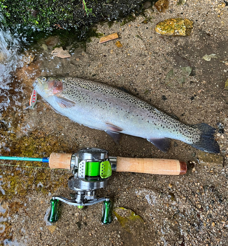 ニジマスの釣果