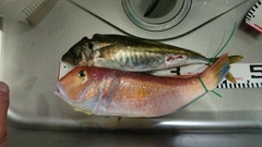 アマダイの釣果