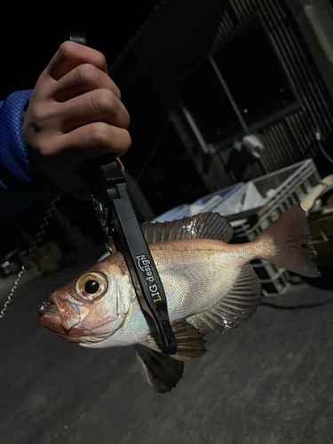 キントキダイの釣果