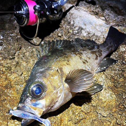 クロメバルの釣果