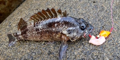 クロソイの釣果