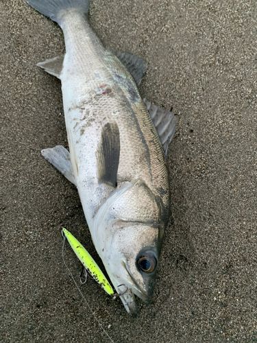 マルスズキの釣果