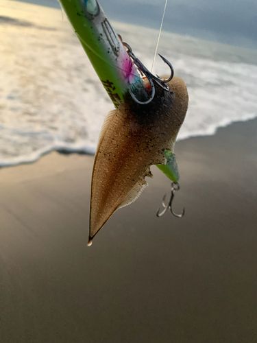 シタビラメの釣果