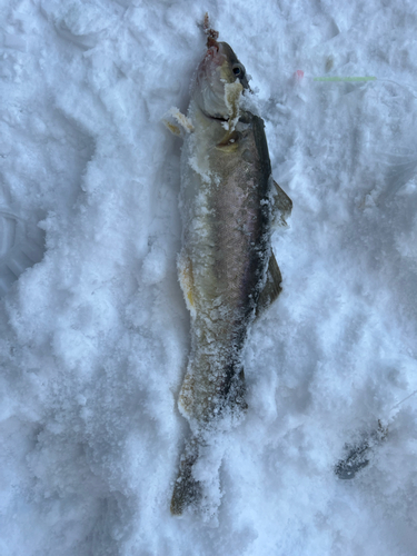 ホッケの釣果