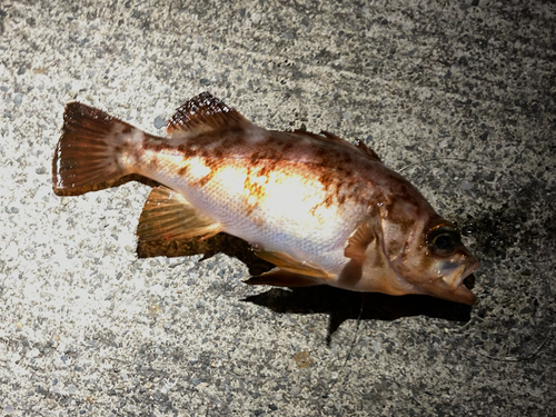 メバルの釣果