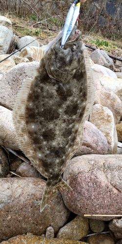 ヒラメの釣果