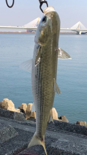 ボラの釣果