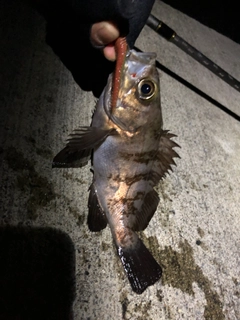 メバルの釣果