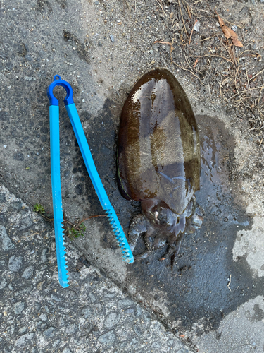 コウイカの釣果