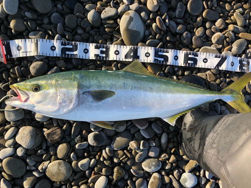 メジロの釣果