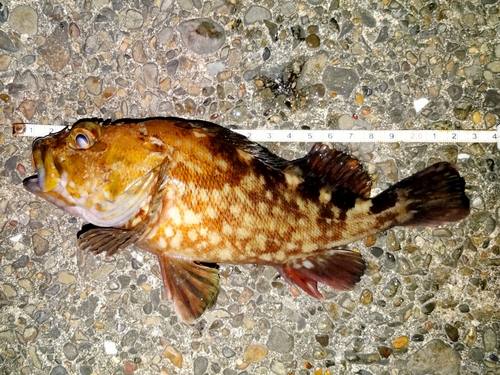 カサゴの釣果