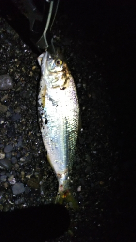 コノシロの釣果