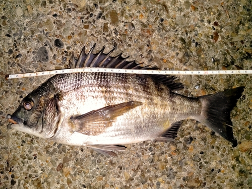 クロダイの釣果