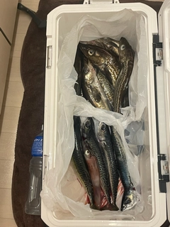 スケトウダラの釣果