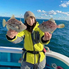 カワハギの釣果