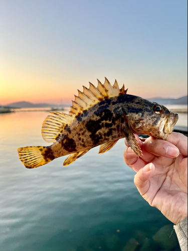 タケノコメバルの釣果