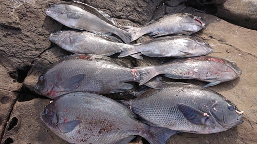 メジナの釣果