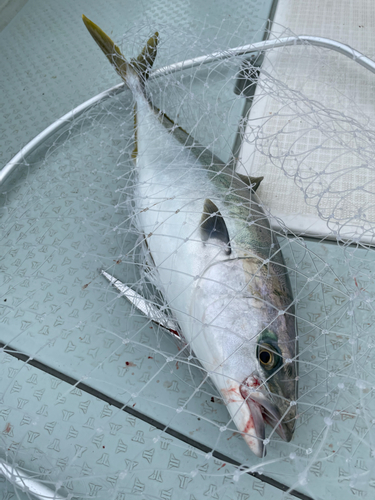 ワラサの釣果