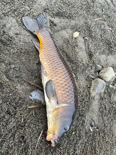 コイの釣果