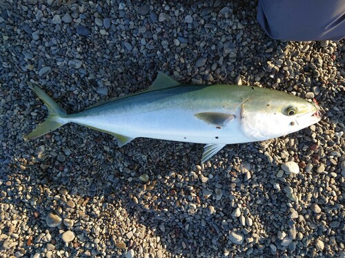 メジロの釣果