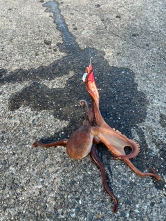 タコの釣果