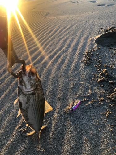 コノシロの釣果