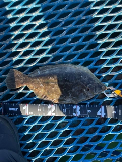 マコガレイの釣果