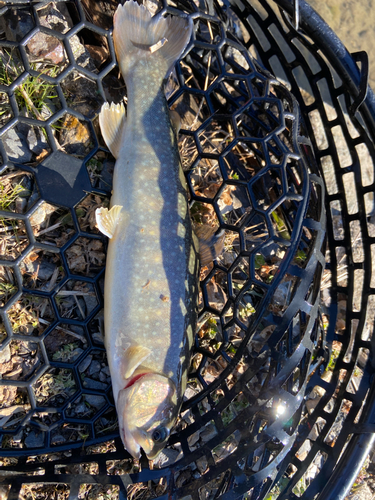 イワナの釣果