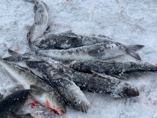 ホッケの釣果