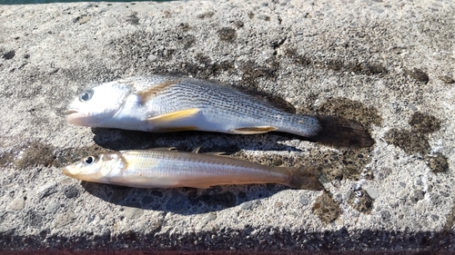 イシモチの釣果