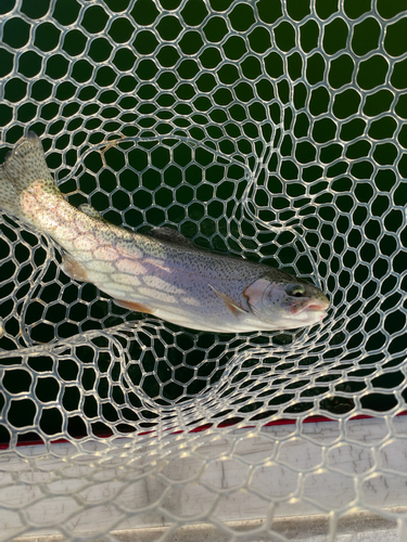 ニジマスの釣果