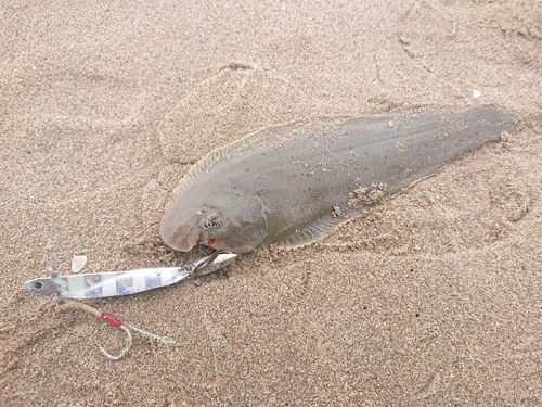 シタビラメの釣果