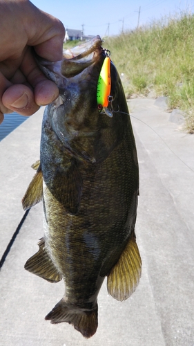 スモールマウスバスの釣果